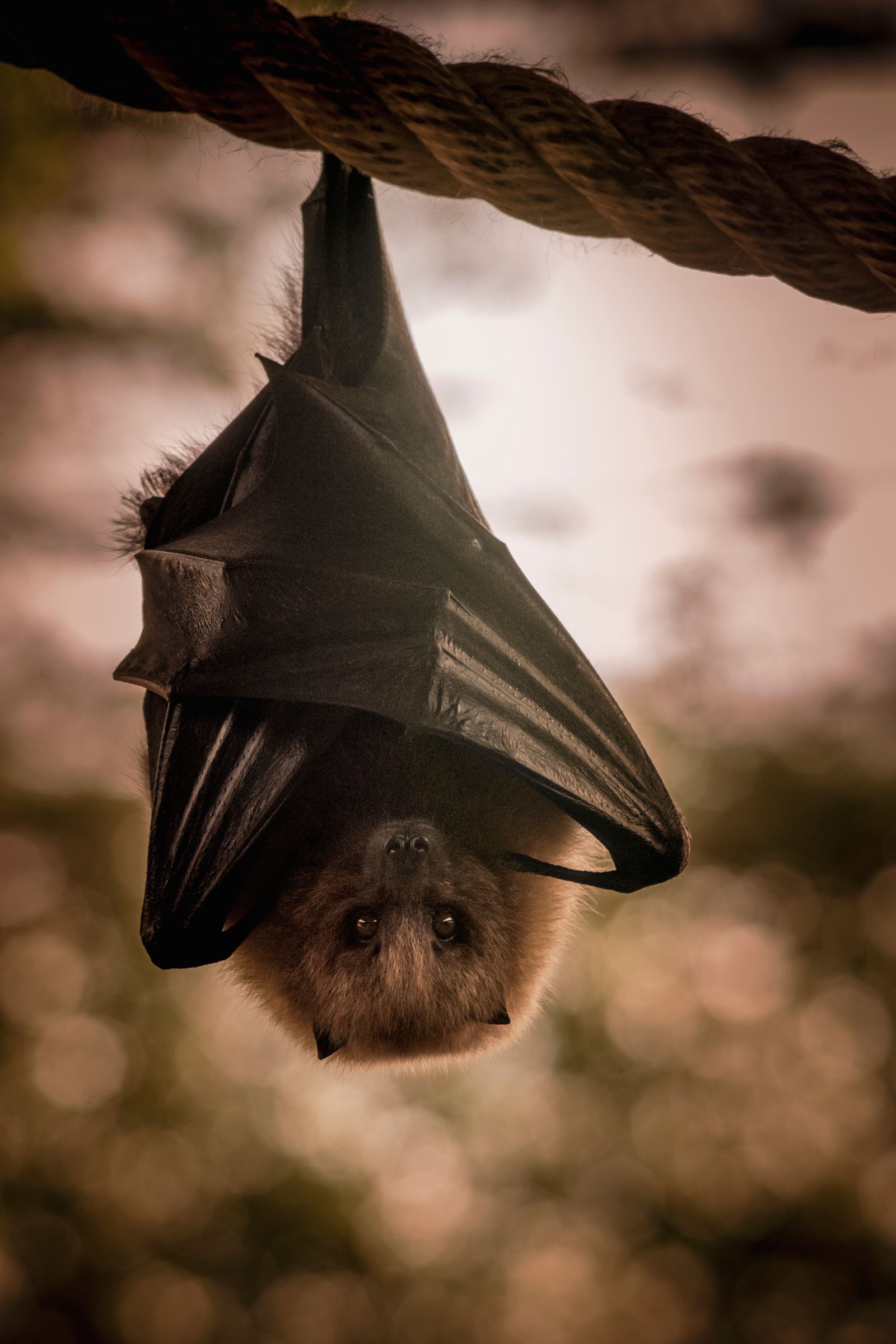 Bat removal
