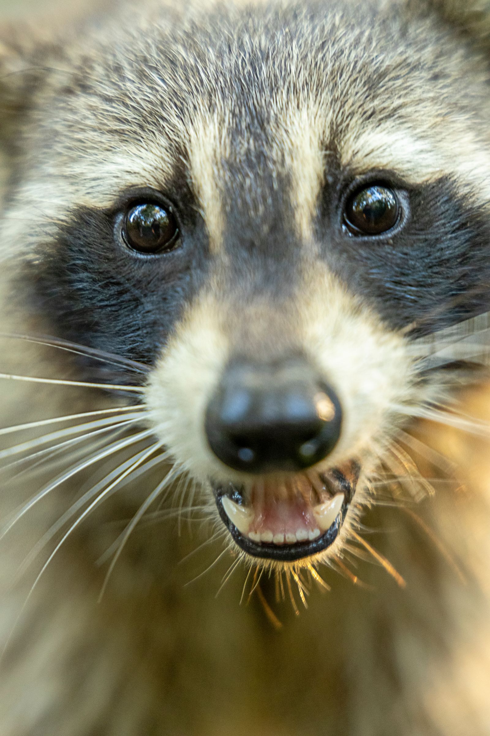 Raccoon - Denver wildlife removal
