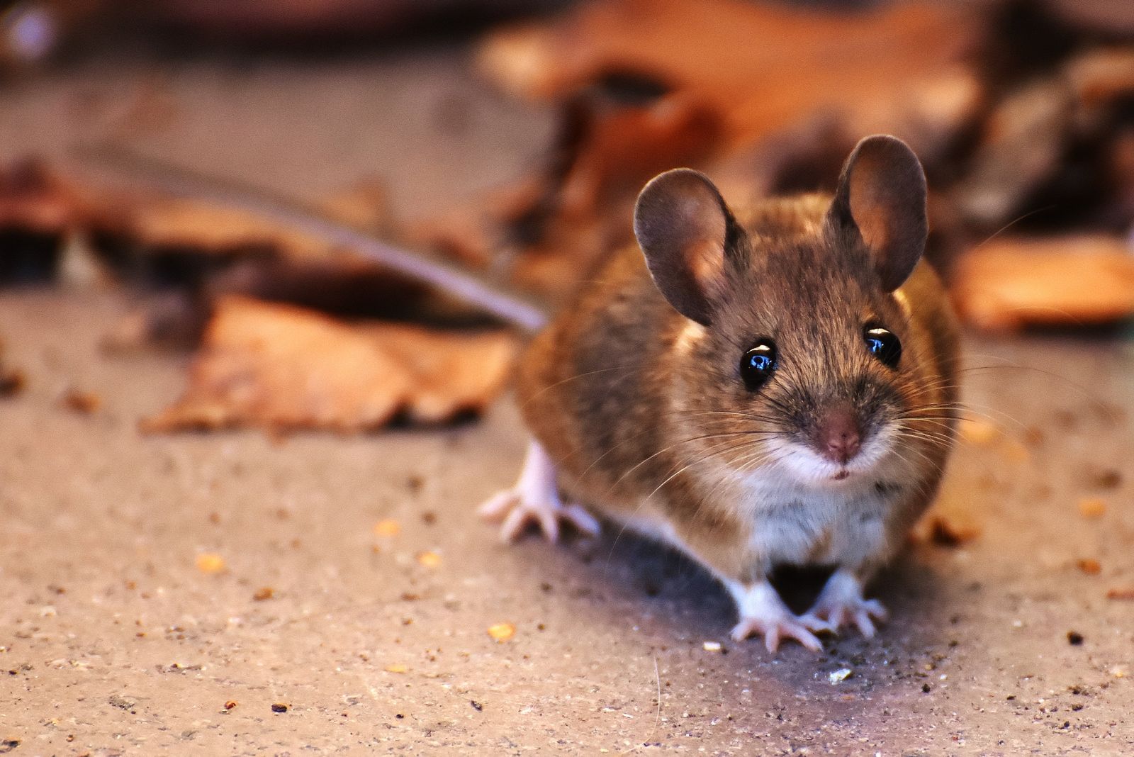 Fair pricing for wildlife removal