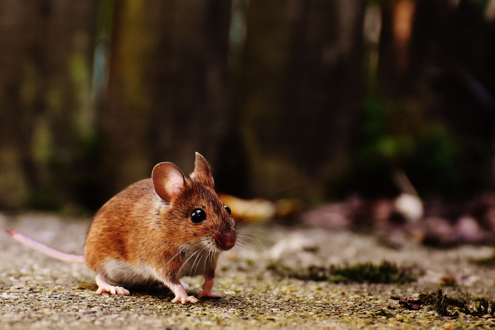 Rat and mouse control