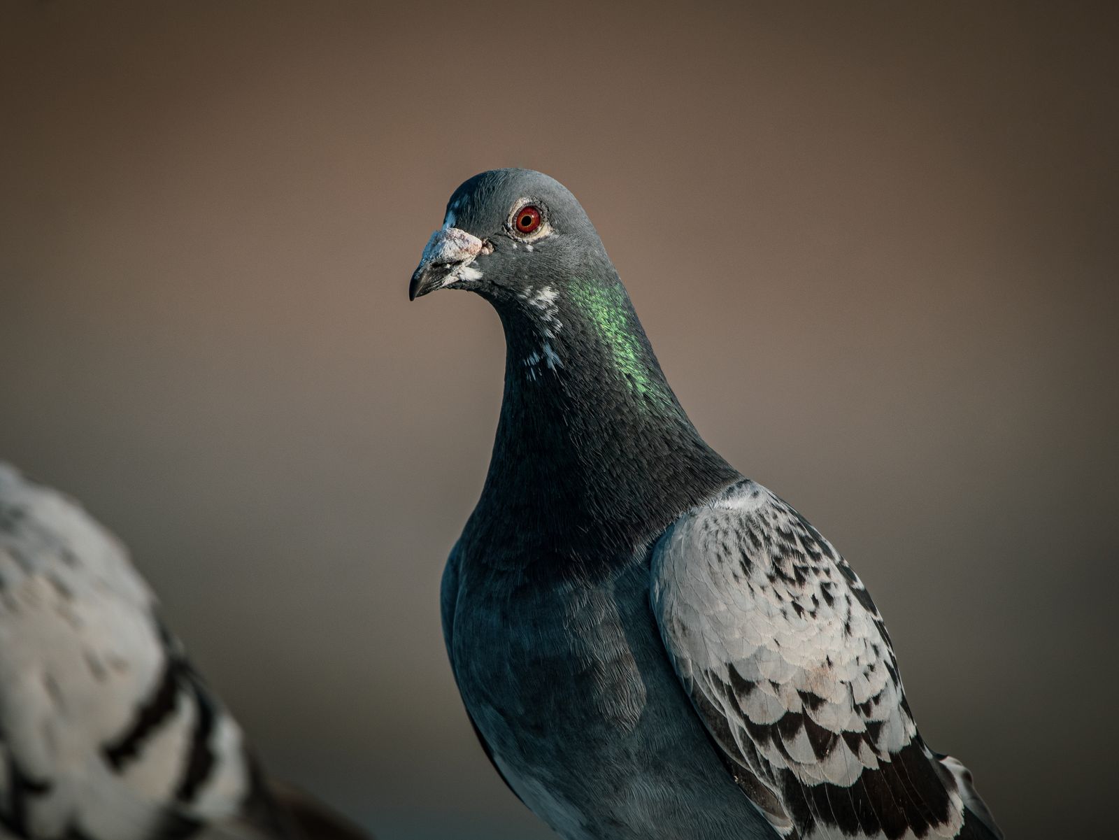 Bird control