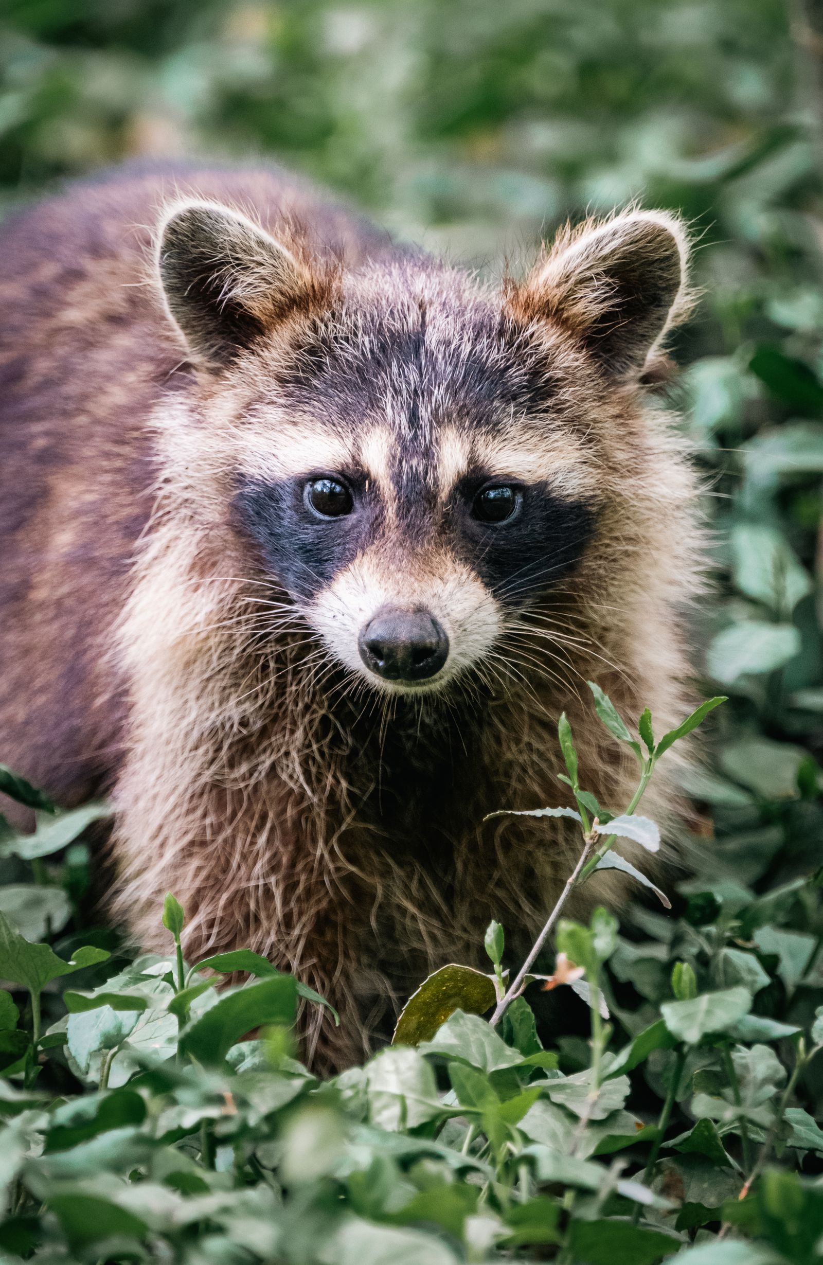 Raccoon at dusk