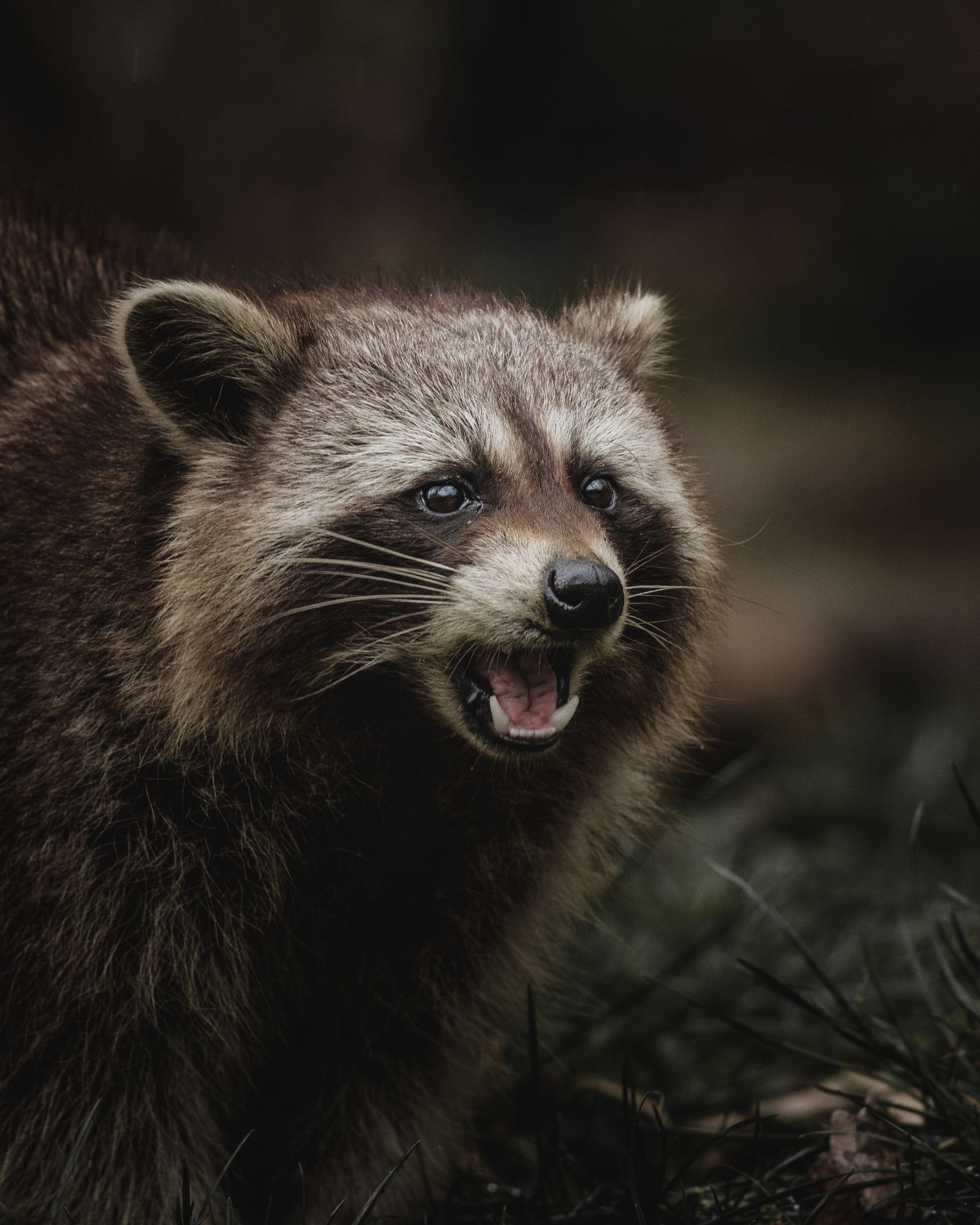 Humane animal trapping
