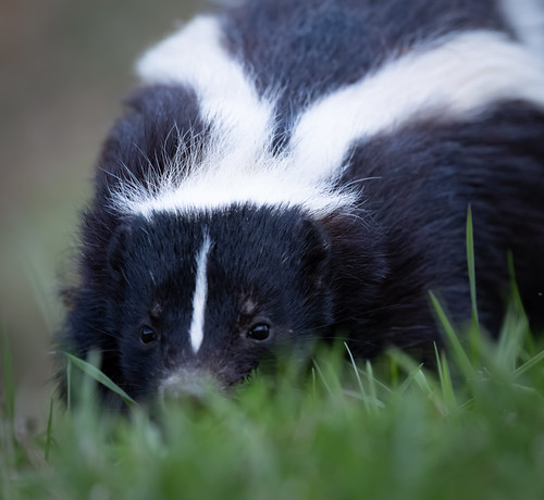 Skunk and digging pests