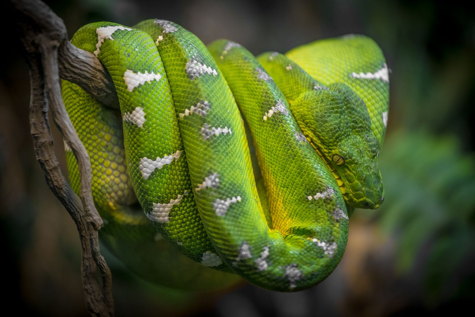 Snake removal