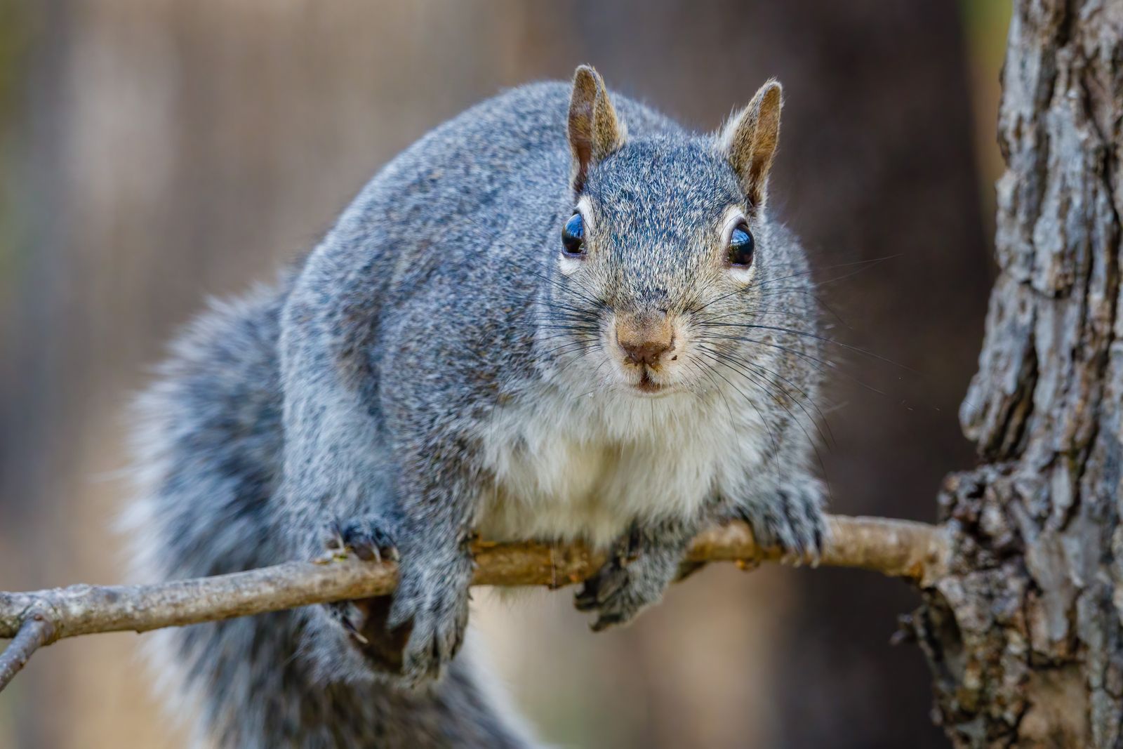 Squirrel - common attic intruder in Denver